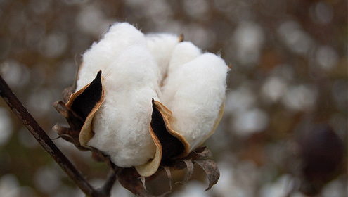 روئی کے سودے 5700 سے 6175 روپے فی من ریکارڈ