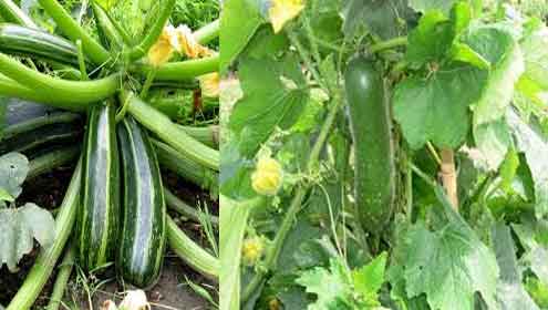  کاشتکار گھیا توری کی فصل کو کیڑوں سے بچائیں :محکمہ زراعت 