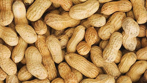 مونگ پھلی کی پیداواری صلاحیت 40 من فی ایکڑ ہے : محکمہ زراعت