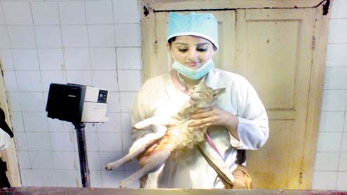 حاملہ بلی کا آپریشن، دو مردہ بچے پیٹ سے نکال دیے گئے