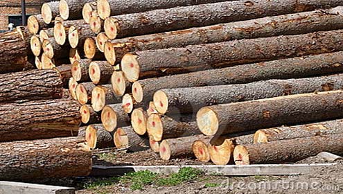 کلر سیداں ، لاکھوں روپے کی لکڑی سمگل کرنیکی کو شش ناکام 