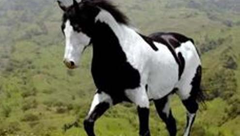 انسان کے قدیم دوست گھوڑے  کے متعلق دلچسپ معلومات 