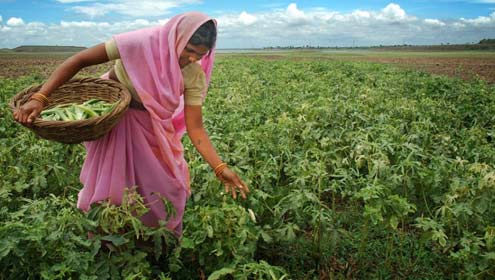 بھنڈی توری، بینگن اور ٹینڈے رواں ماہ کاشت کرنے کی ہدایت