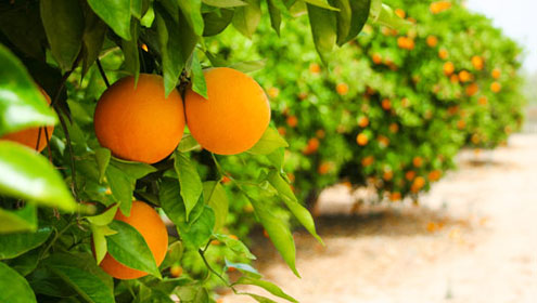 کینو کے باغات پر وائرس حملہ آور, بھاری نقصان کا خدشہ