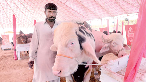 مویشی منڈی میں گلابی بھینسیں مرکز نگاہ بن گئیں