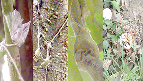 انڈوں پر نقش لٹکتے تعویز , گرین بیلٹ جادو ٹونے اور سفلی اعمال کی آماجگاہ بن گئی