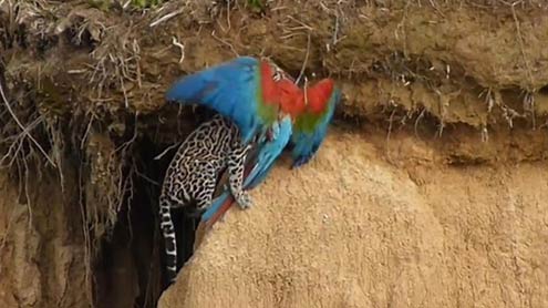  جنگلی بلی کی طوطے پر حملے کی ویڈیو وائرل 