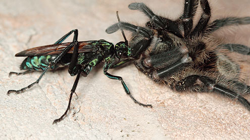 دنیا کی سب سے بڑی اور خطرناک ’’بھڑ‘‘