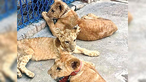  ڈیرہ تاجی کھوکھر : جنوبی افریقہ سے لائے گئے ایک شیر ، دو شیرنیاں عوامی توجہ کامرکز