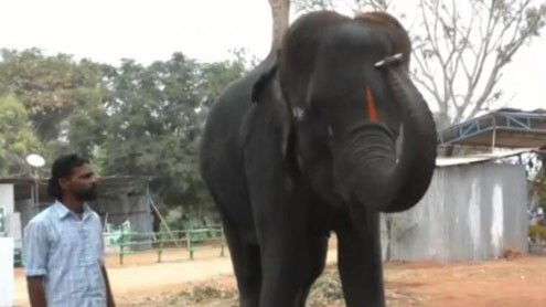 ہاتھی کا ہارمونیکا بجانے کا شاندار مظاہرہ
