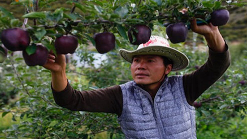  دنیا کے نایاب ترین سیاہ سیب