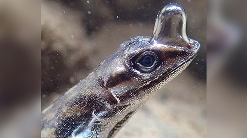  پانی کی گہرائی میں زندہ رہنے والی چھپکلی دریافت