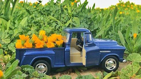 سعودی عرب میں پھولوں کی چادر اوڑھا باغ