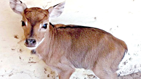  چڑیا گھر ،نیل گائے کے بچے  کو دیکھنے کیلئے شہریوں کی آمد