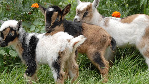  دنیا کی سب سے ننھی بکری ………