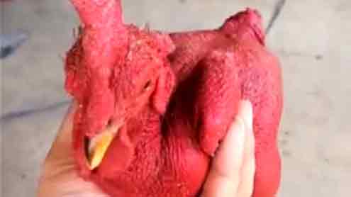 چین:مرغی اور وہ بھی لال رنگ کی