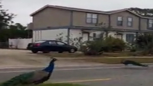 ٹریفک قوانین کی پابندی کرنیوالے مور نے دنیا کو حیران کردیا 