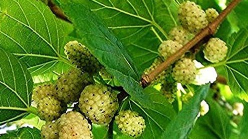 شہتوت کے پتے چربی کم اورشوگرکنٹرول کرنے میں مددگار