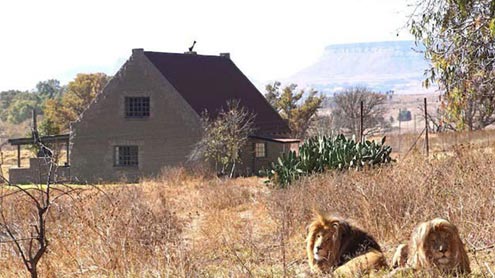 77شیروں میں گھرے مکان کاایک رات کا کرایہ 100 ڈالر