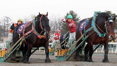 جاپان میں گھوڑوں کی انتہائی سست رفتار انوکھی ریس 