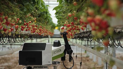  سبزیاں اور پھل توڑنے والے روبوٹ کا کامیاب تجربہ 