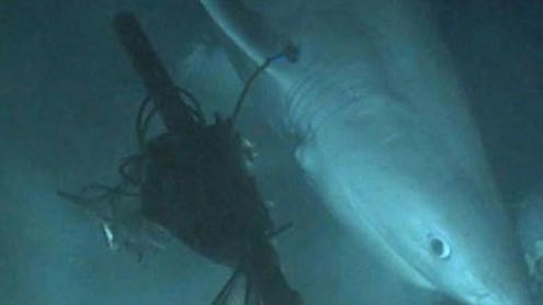  20کروڑسال سے سمندر میں موجود بلنٹ نوز سکس شارک 