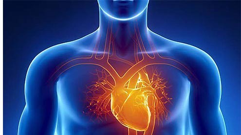 دل کی مرمت کرنے والا نیا خلیہ دل کے پاس ہی دریافت