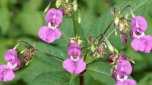  تیزی سے پھیلنے والا ہمالیائی بالسم پودادرختوں اور پودوں کا دشمن