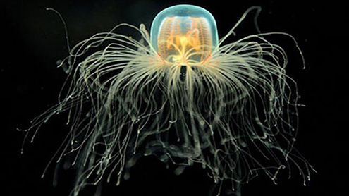  جیلی فش حیاتیاتی طورپرنہیں مرتی ،مارنے کیلئے قتل ضروری 