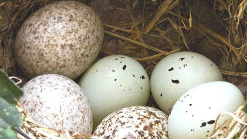 پرندوں کے انڈوں میں بچوں کا ایک دوسرے سے رابطہ 