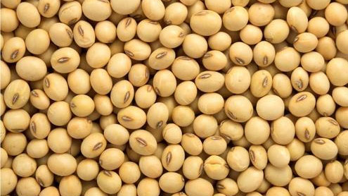  سویابین کی منظور شدہ اقسام  کاشت کرنے کی ہدایت