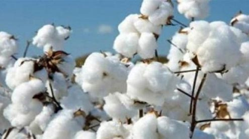 کپاس کاعالمی آج منایاجائے گا