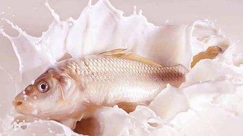 مچھلی کے بعد دودھ کا استعمال کیسا ہے ؟