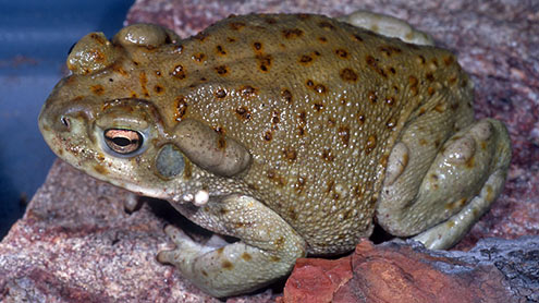 مینڈک کے پسینے سے ذہنی تناؤ دور کرنے والا پاؤڈر تیار 