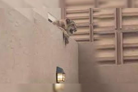 سعودی عرب:جانور کی قربانی  کے وقت گھر میں شیر گھس آیا