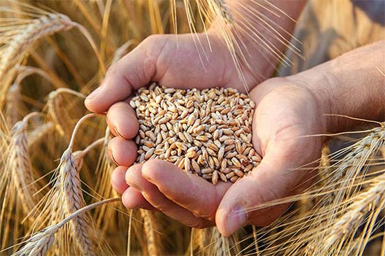جینیاتی انجینئرنگ سے گندم کی پیداوار میں 11فیصد اضافہ
