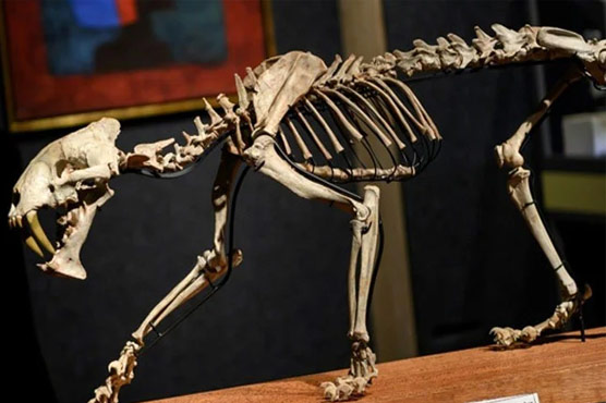 ساڑھے 3کروڑ سال قدیم چیتے کے ڈھانچے کی نیلامی کا اعلان