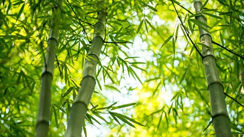 طباشیر(بنسلوچن)بچوں کی مٹی کھانے کی عادت چھڑانے کیلئے بہترین نسخہ