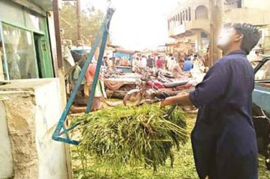 عید قربان کی آمد، خشک ا ور سبزچارہ مہنگے ہو گئے