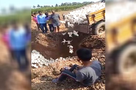  کورونا کا خوف:بھارتی فارمر نے  ہزاروں مرغیاں زندہ دفن کر دیں 