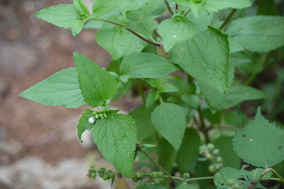 جنگلی پودینہ ’’تھامس ولگیرس‘‘کولیسٹرول کنٹرول کرنے کیلئے مفید