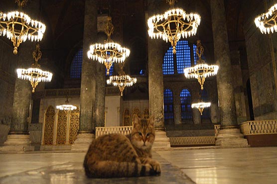  ہم تمہیں نہیں بھول سکتے ، بلی کی موت پر اہل ترکی افسردہ