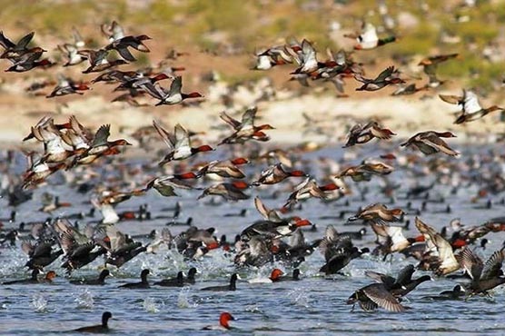 آج سے مرغابی کے شکار کی اجازت 