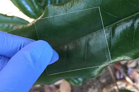 سائنسدانوں نے لکڑی سے بنا شفاف شیشہ ایجاد کرلیا