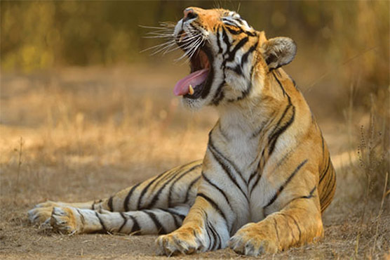 شیرکے دھاڑ نے کی آواز8کلومیٹر دور تک قابل سماعت 