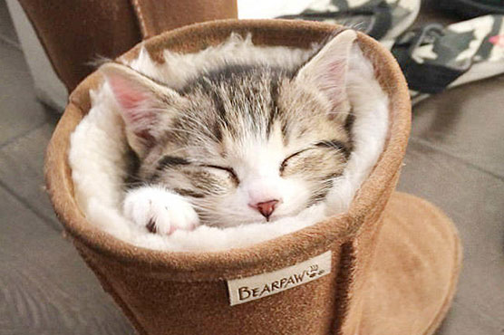  سونگھنے کی صلاحیت سوتے وقت بھی بلیوں کے ساتھ موجود 