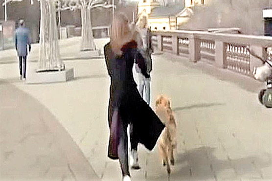 کتا خاتون رپورٹر سے مائیک چھین کر بھاگ گیا، ویڈیو وائرل