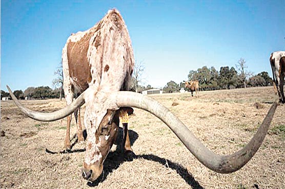 انتہائی لمبے سینگوں والی گائے اور بیل، تصاویر وائرل