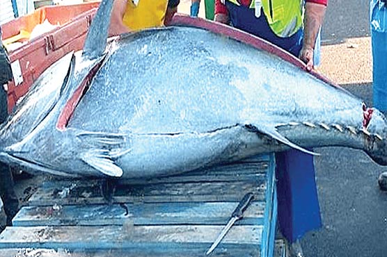 آسٹریلوی ساحل سے دیوقامت ٹونا فش پکڑی گئی