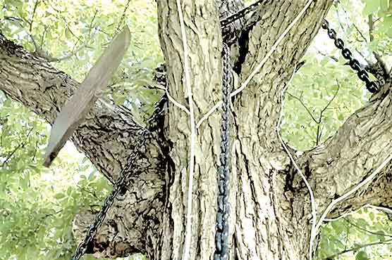 برطانوی فوجی افسر کے حکم پر درخت 123سال سے قید 